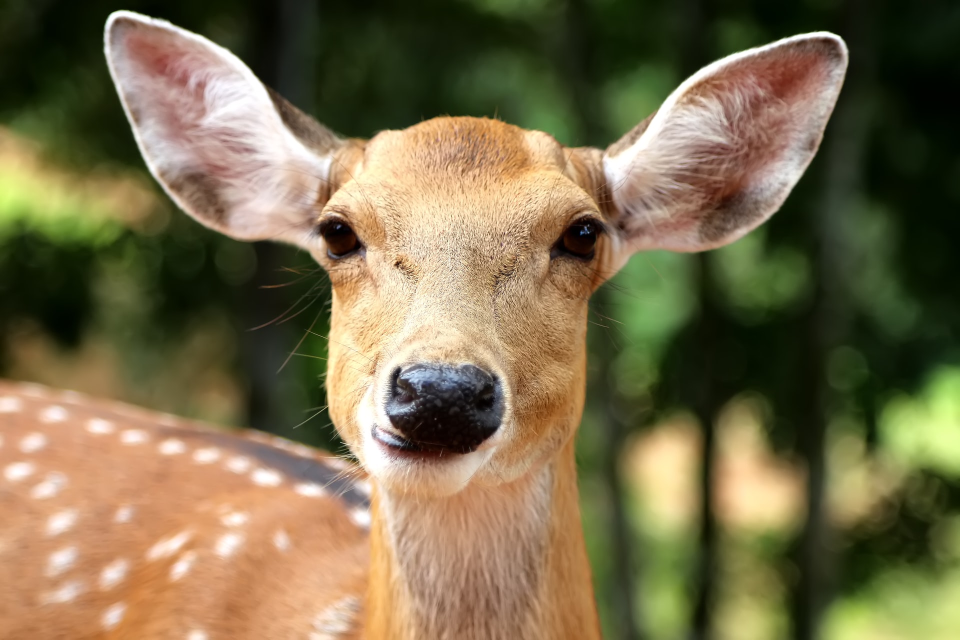 A deer looking directly at you.